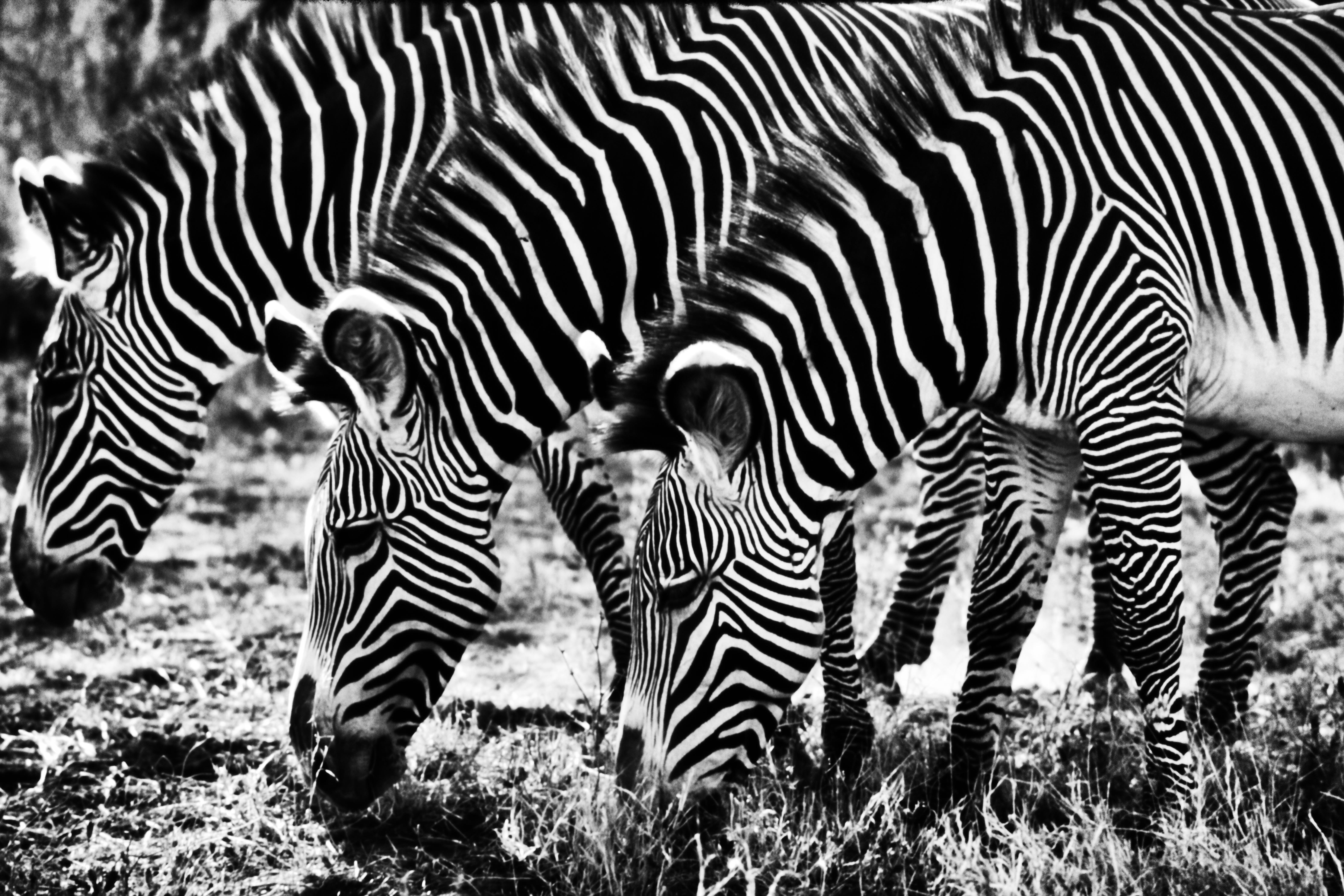 Zebra Crossing