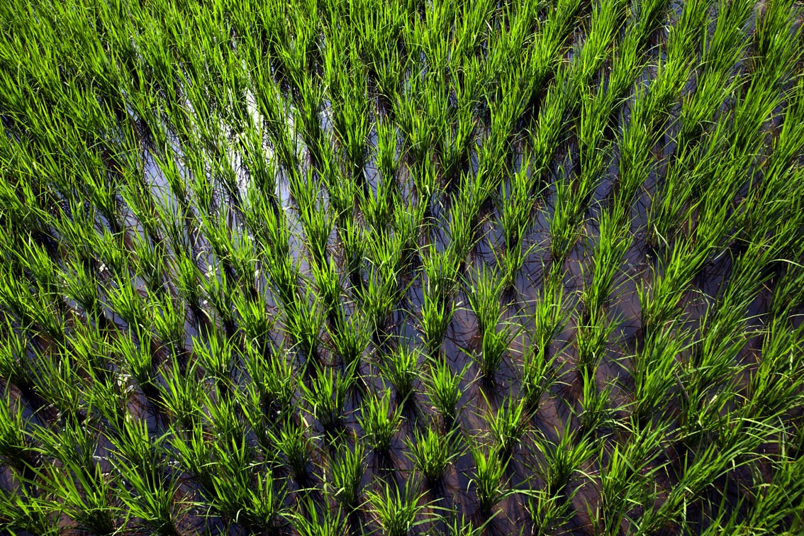 GreenRice