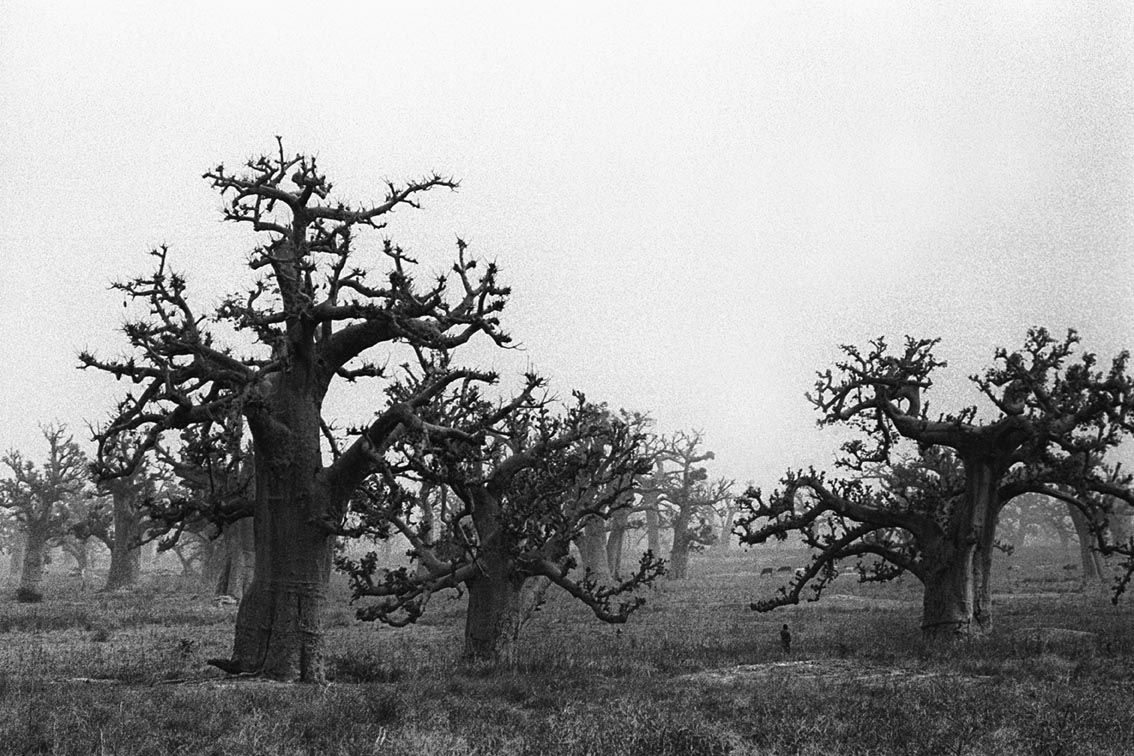 Baobab